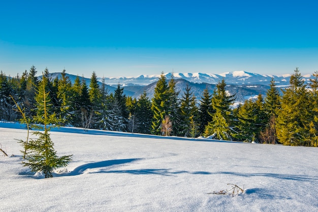 Foresta invernale di abete rosso con vista sulle montagne