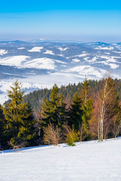 Foresta invernale di abete rosso con vista sulle montagne