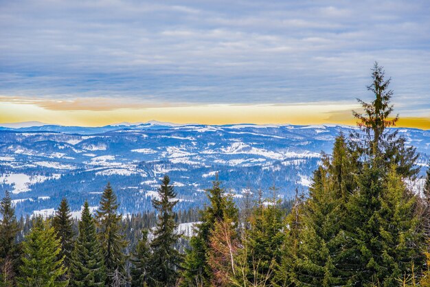 Foresta invernale di abeti con vista sulle montagne