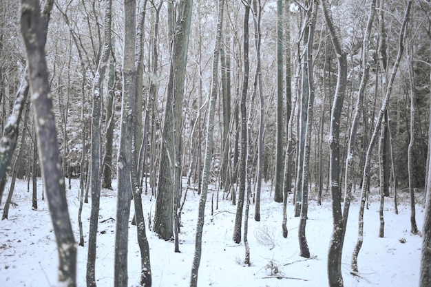 Foresta invernale di Aspen. Aspen sottile e neve nei toni del marrone grigio. Natura invernale