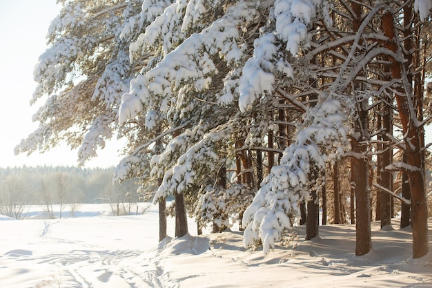 foresta invernale dopo una nevicata giornata di sole alberi nella neve
