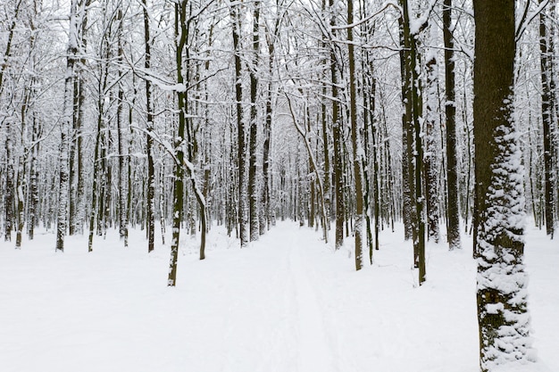 Foresta invernale e la strada