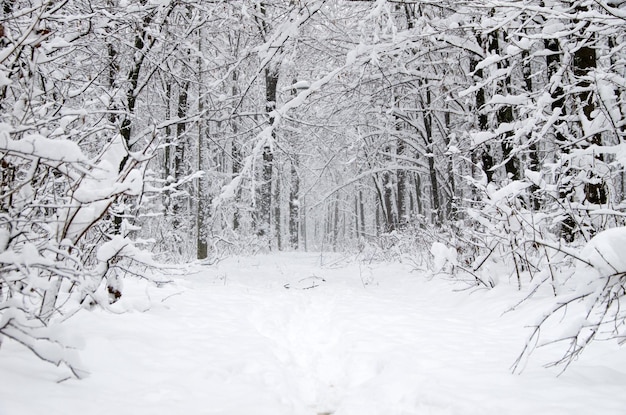 Foresta invernale e la strada