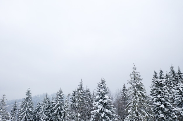 Foresta invernale e la strada