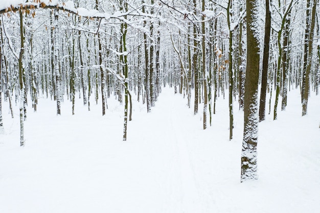 Foresta invernale e la strada