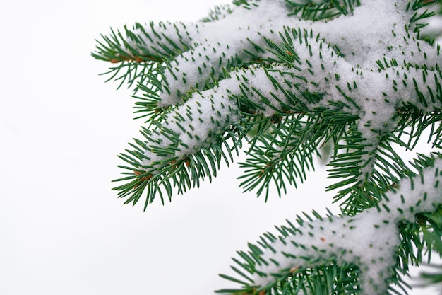 Foresta invernale ghiacciata con alberi coperti di neve Ramo di abete conifero all'aperto