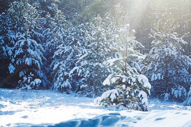 Foresta invernale ghiacciata con alberi innevati