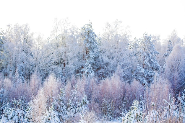 Foresta invernale ghiacciata con alberi innevati