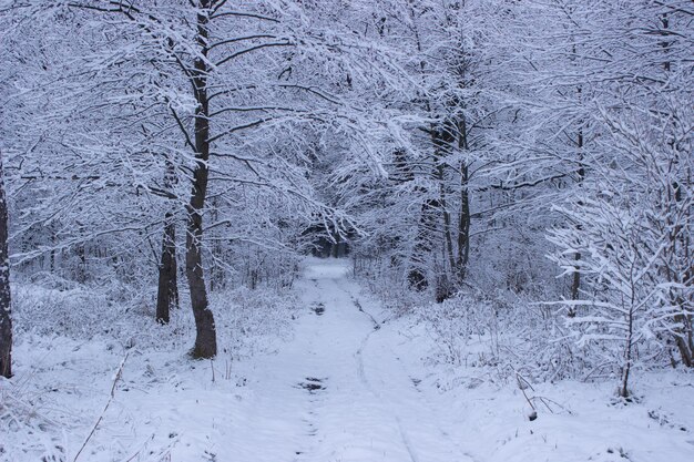 foresta invernale in inverno alberi in inverno alberi coperti di neve neve sui rami di un albero