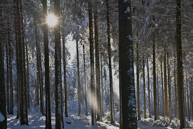 foresta invernale in inverno