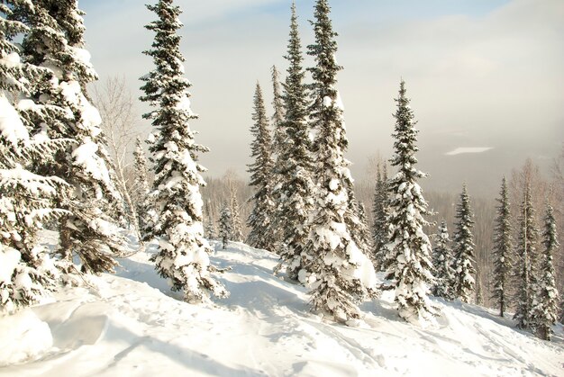 Foresta invernale in montagna. Pista da sci sulla neve nella foresta.