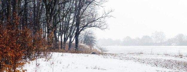 Foresta invernale in riva al fiume con nebbia, paesaggio invernale