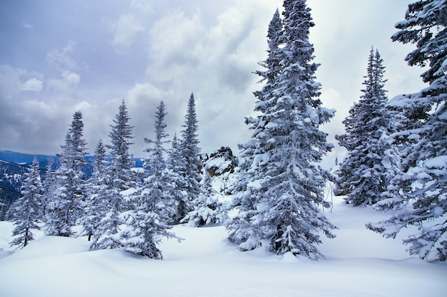 Foresta invernale in Siberia