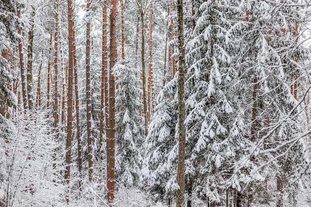 Foresta invernale innevata Alberi e cespugli coperti di neve