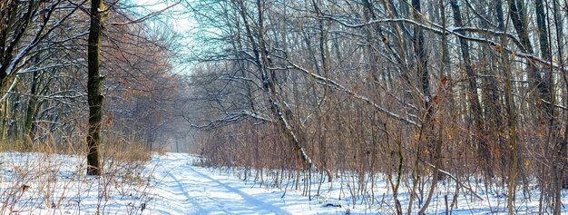 Foresta invernale innevata con alberi spogli con tempo soleggiato, panorama