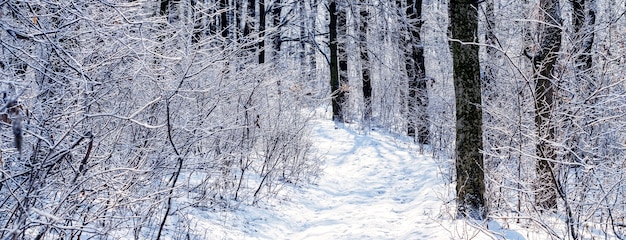 Foresta invernale innevata con una strada tra alberi e cespugli in una giornata di sole