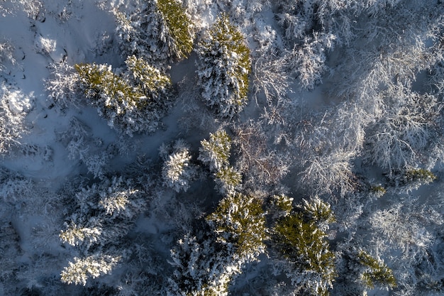 Foresta invernale innevata con vista a volo d'uccello