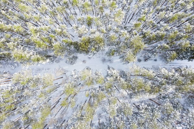 Foresta invernale innevata da vista aerea dall'alto.