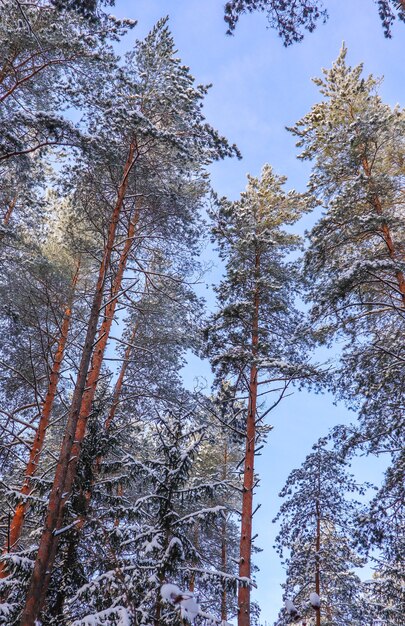 Foresta invernale innevata in una giornata di sole abeti rossi e pini innevati su uno sfondo di cielo blu