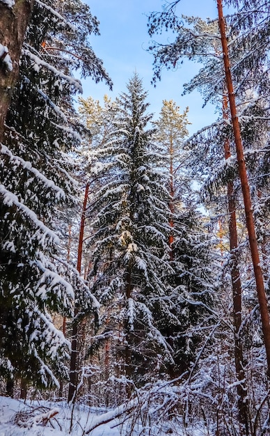 Foresta invernale innevata in una giornata di sole abeti rossi e pini innevati su uno sfondo di cielo blu