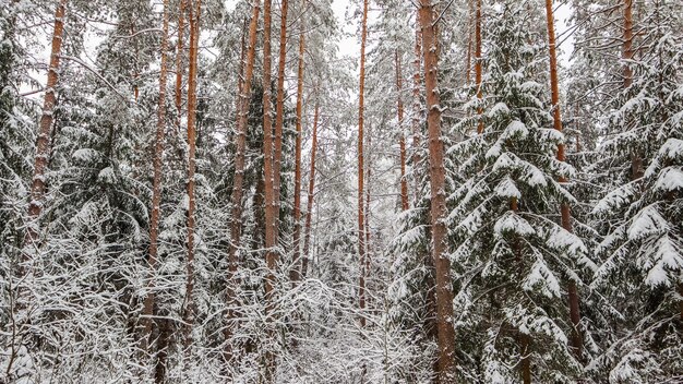 Foresta invernale innevata rami coperti di neve alberi e cespugli