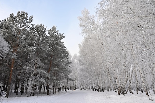 Foresta invernale nella casa del gelo nella giornata gelida della foresta invernale