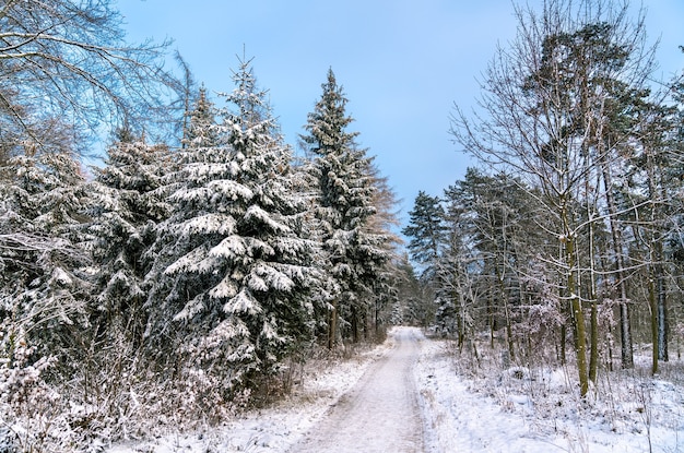 Foresta invernale nelle Alpi sveve, Germania