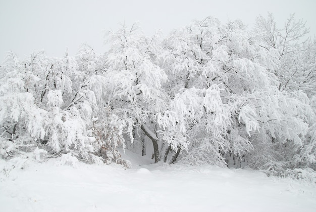 Foresta invernale: neve e bellissimi alberi ghiacciati
