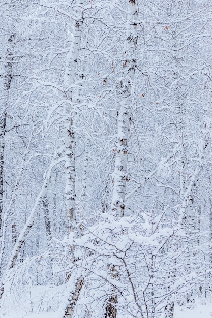 Foresta invernale pini e betulle innevati