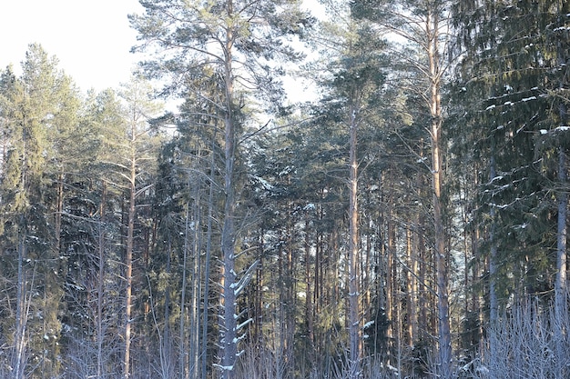 Foresta invernale ricoperta di neve paesaggio gelido