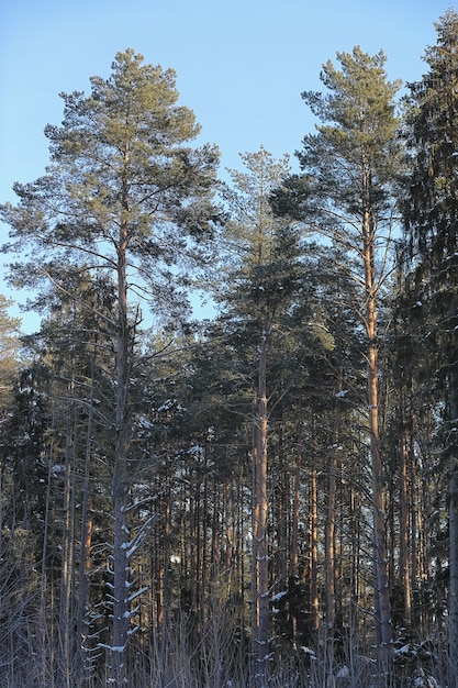 Foresta invernale ricoperta di neve paesaggio gelido