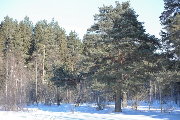 Foresta invernale ricoperta di neve paesaggio gelido