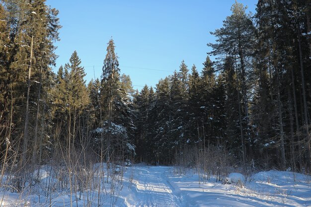 Foresta invernale ricoperta di neve paesaggio gelido