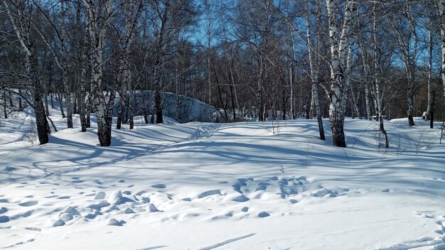 Foresta invernale soleggiata Betulle nella neve