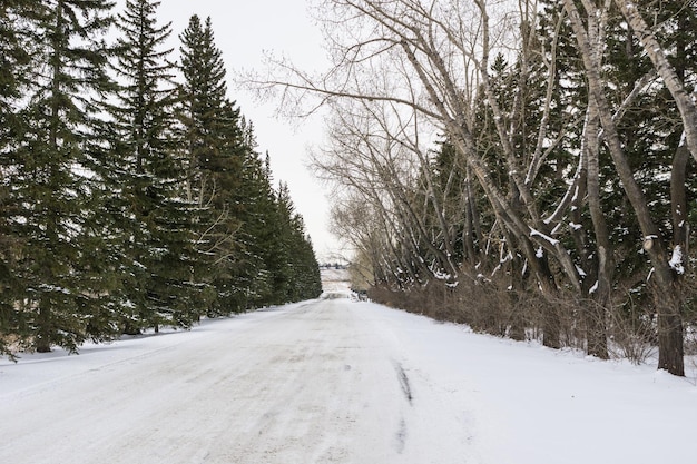 Foresta invernale su entrambi i lati di una strada in Alberta