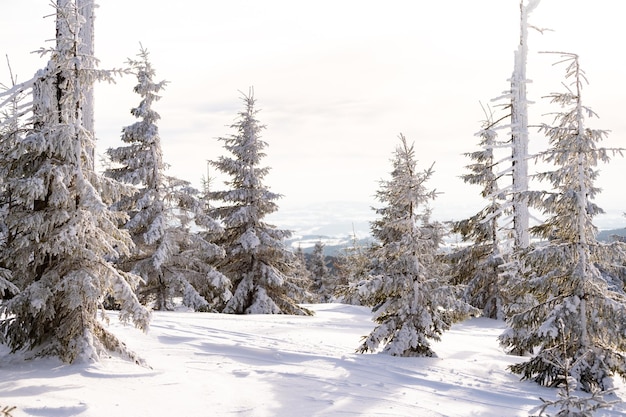 Foresta invernale sulla stazione sciistica Spindleruv Mlyn, Krkonose, Repubblica Ceca