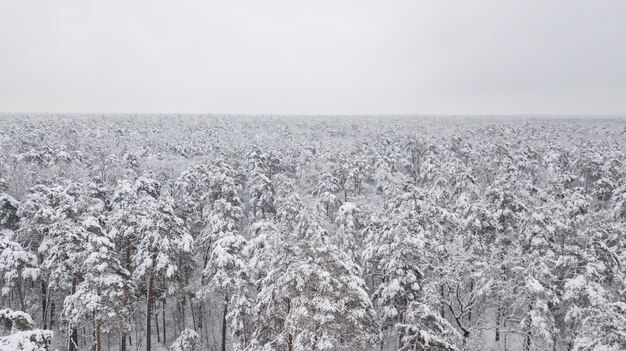 Foresta invernale. Vista dall'alto La foto è stata scattata con un drone. Foresta di abeti e pini nella neve.