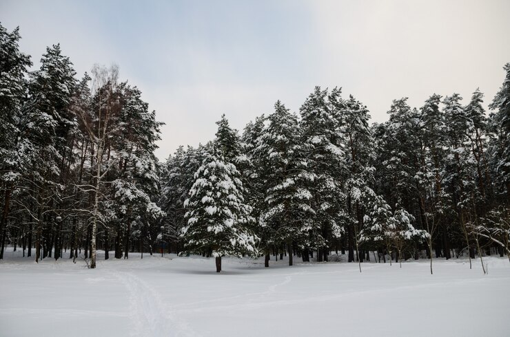 Foto foresta invernale