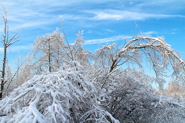 Foresta invernale