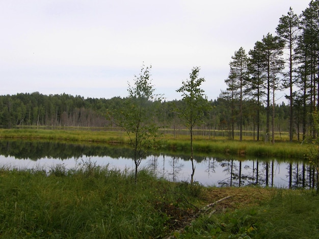 Foresta lago paludoso e alberi Repubblica di Carelia Russia