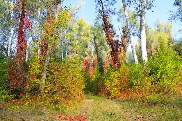 Foresta luminosa d'autunno