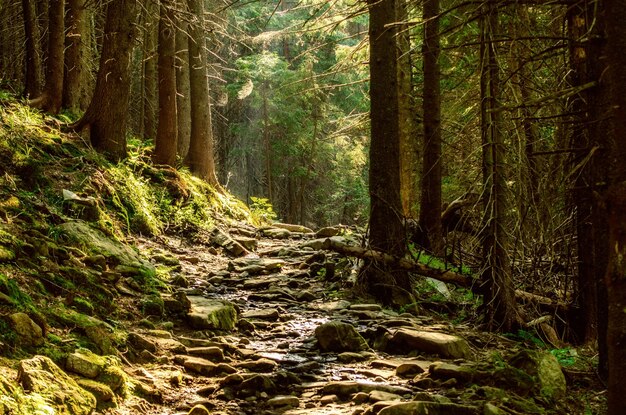 Foresta lunatica estiva con percorso e alberi verdi sfondo vintage naturale all'aperto Ucraina Carpazi