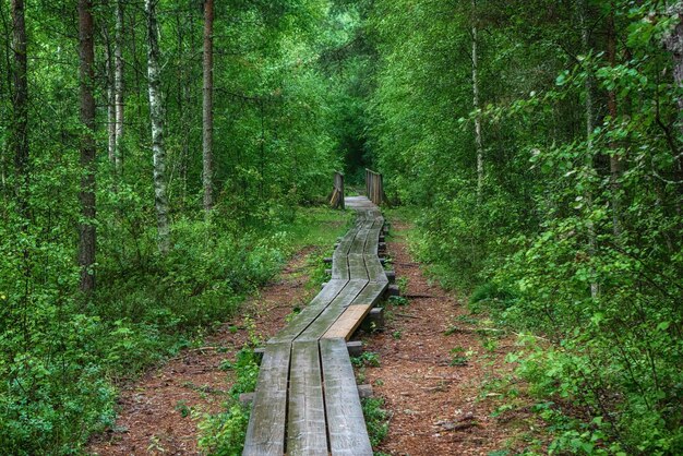 Foresta lunatica estiva