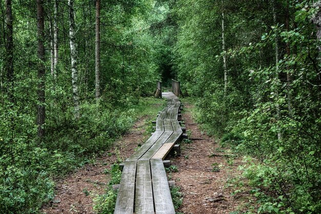 Foresta lunatica estiva