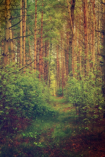 Foresta lunatica oscura con sentiero e alberi verdi, sfondo vintage naturale all'aperto