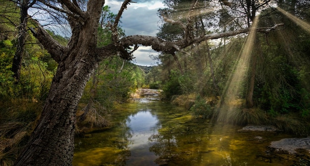 foresta mediterranea