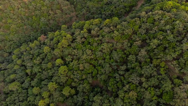 foresta mediterranea