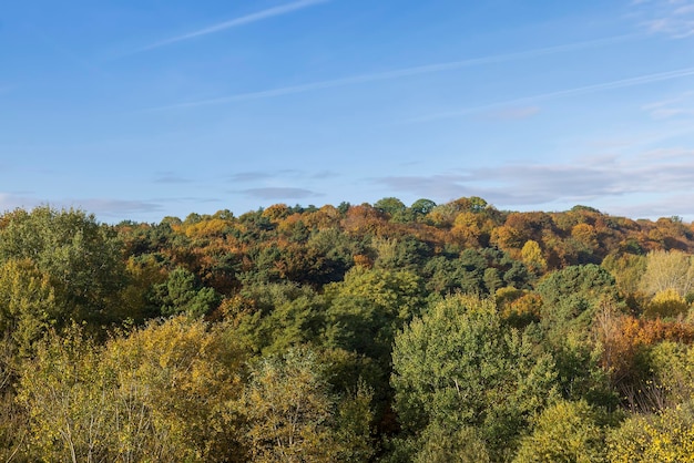 Foresta mista nella stagione autunnale con diverse foglie di alberi decidui che cadono dagli alberi durante la caduta delle foglie autunnali