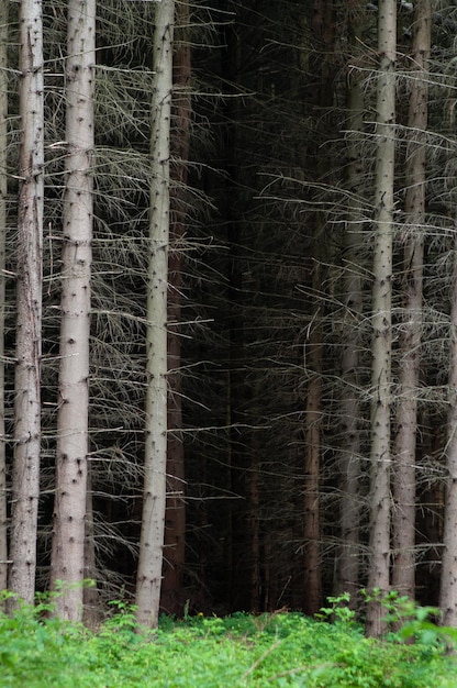 foresta misteriosa di conifere primaverili