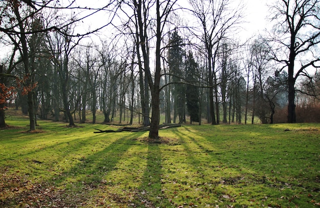 Foresta mistica al mattino